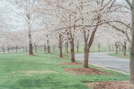 相约四月天摄影照片_四月春季樱花公园粉色摄影图配图
