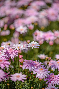 春天春季四月花卉植物室外风景惬意摄影图配图