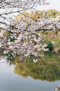 春景摄影照片_植物花朵春天樱花室外公园盛开摄影图配图
