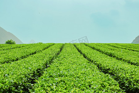 茶园喷灌摄影照片_户外白天山坡上茶园茶叶在生长摄影图配图