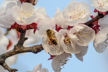春天白天蜜蜂杏花采蜜摄影图配图