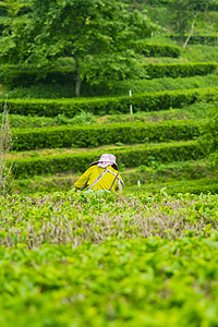 茶基地摄影照片_白天户外一个员工在茶园山上采茶摄影图配图