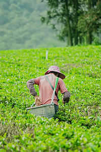白天户外一位女工人在茶园里采摘春茶摄影图配图