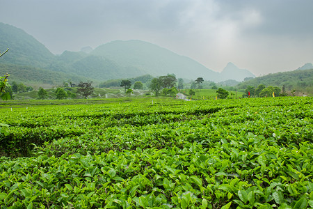 户外白天山上的茶园茶叶在生长摄影图配图