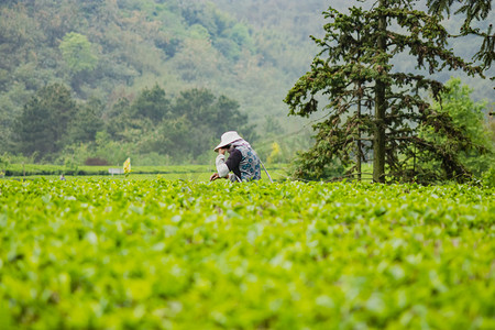 白天户外一个女工人在茶园山上采摘春茶摄影图配图