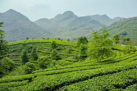 茶基地摄影照片_户外白天山坡上的茶场茶叶在生长摄影图配图