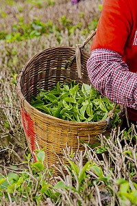 茶基地摄影照片_户外白天一个女员工在茶庄里采摘春茶摄影图配图