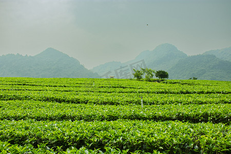 春游的摄影照片_户外白天山坡上的茶叶在生长摄影图配图