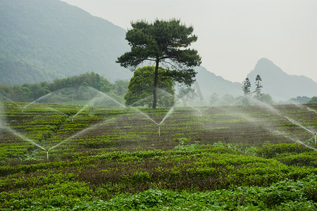 户外白天山上的水在茶园里浇灌摄影图配图