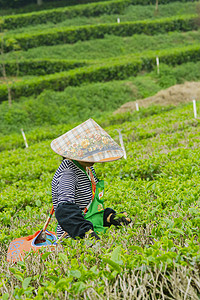 茶基地摄影照片_户外白天一名女工人在茶场里采茶摄影图配图