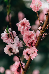 花朵植物春天桃花室外绽放盛开摄影图配图