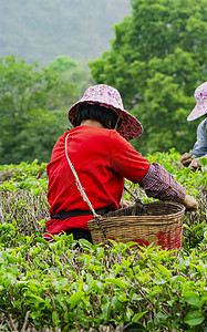 白天户外两名工人在茶园里摘茶摄影图配图