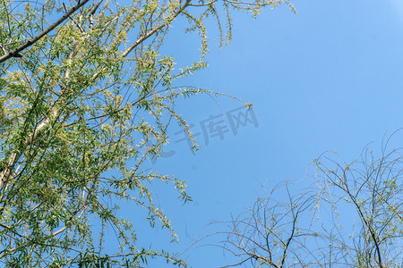 蓝天背景春季垂柳大树植物摄影图配图