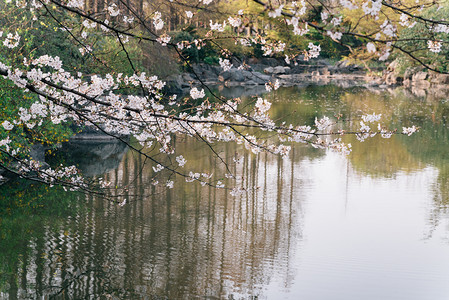 勇争万物摄影照片_植物花朵春天樱花湖水室外盛开摄影图配图