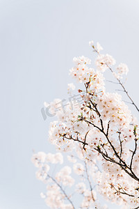 植物花朵春天樱花枝头盛开摄影图配图