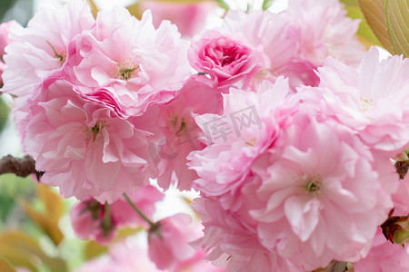 春天南京下午樱花樱花树粉色重瓣樱花赏樱花摄影图配图