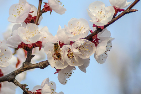 春季白天蜜蜂杏花采蜜摄影图配图