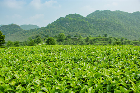 春天踏青春游摄影照片_白天户外山上茶园的茶叶在生长摄影图配图