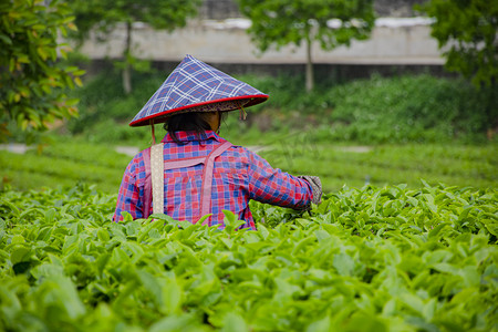 茶基地摄影照片_白天户外一名女工人在茶园里摘茶摄影图配图