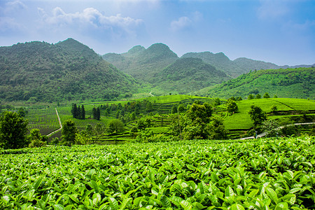 春天踏青春游摄影照片_白天户外山上的茶园茶叶茂盛生长摄影图配图