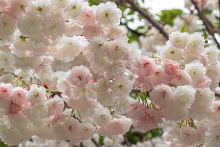 春天南京下午樱花树樱花重瓣樱花赏樱花摄影图配图