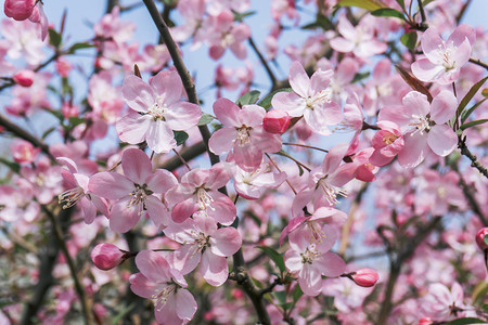 花季公园自然风景海棠花朵摄影图配图