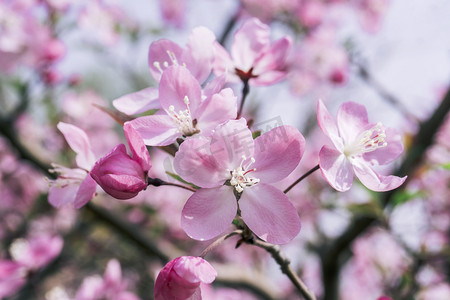 海棠花朵生长季节春季摄影图配图
