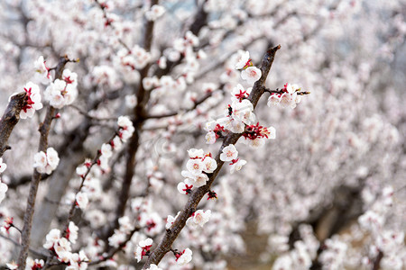 树粉色摄影照片_风景白天满树杏花树上盛开摄影图配图