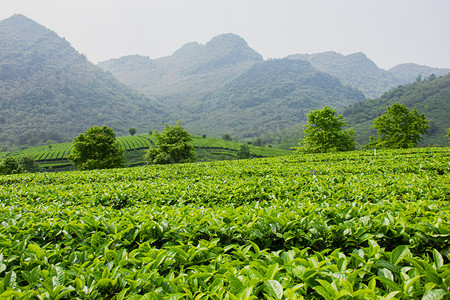 户外白天山上的茶场茶叶在生长摄影图配图