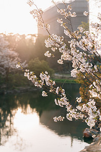 勇争万物摄影照片_植物花朵春天樱花逆光湖水绽放摄影图配图