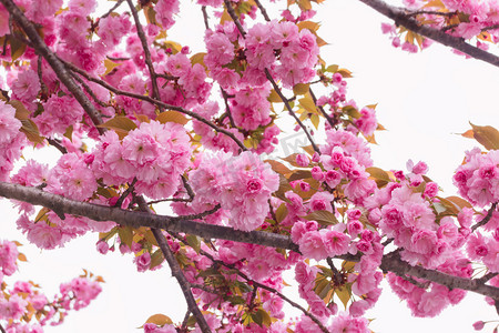 春天南京阴天清晨樱花樱花树重瓣樱花赏樱花摄影图配图