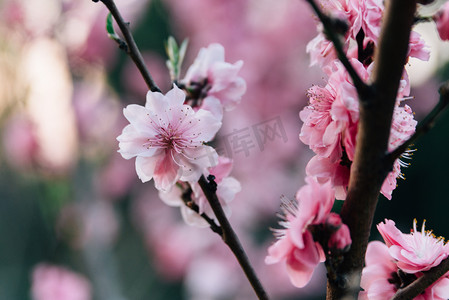植物花朵春天桃花户外盛开摄影图配图