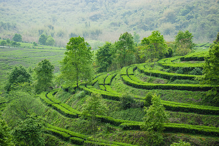 茶基地摄影照片_户外白天山坡上的茶叶茂盛生长摄影图配图