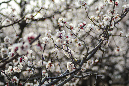 风景白天杏花树枝上盛开摄影图配图