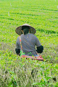 白天户外一个女员工在茶场里采摘春茶摄影图配图