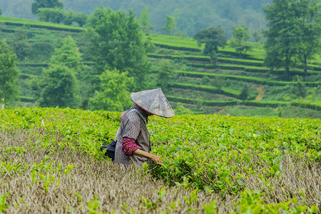 白天户外一个女员工在茶场采摘春茶摄影图配图