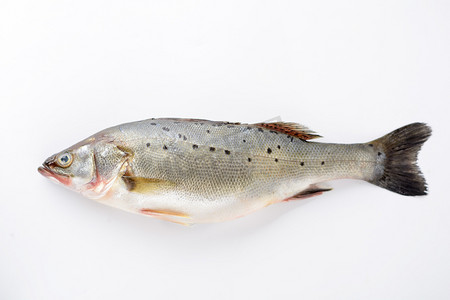 美食白天一条鲈鱼白色背景上摆放摄影图配图