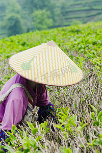 白天户外一个女员工在茶园里采摘茶叶摄影图配图