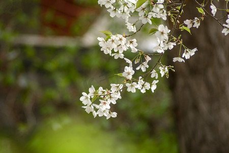 风景白天樱花一枝樱花盛开摄影图配图