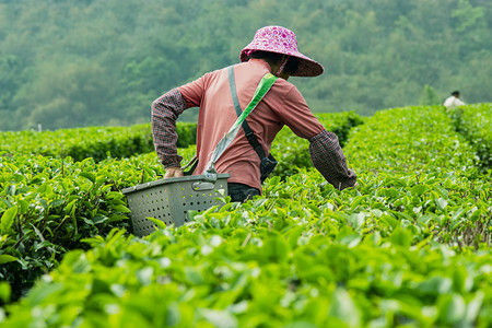 工人红色怀旧摄影照片_白天户外两个工人在茶场采摘春茶摄影图配图