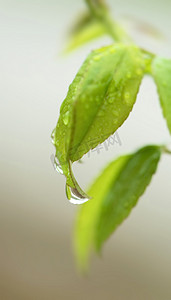 春雨春天雨中植物雨滴下雨摄影图配图