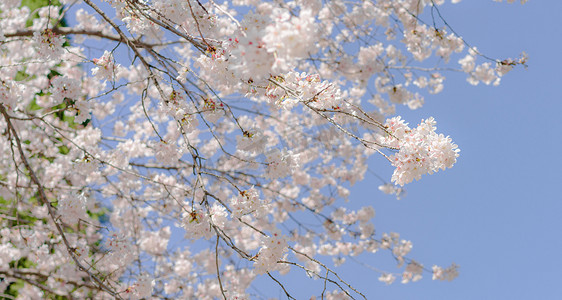 春天花卉植物正午阳光下樱花户外盛开中的花摄影图配图