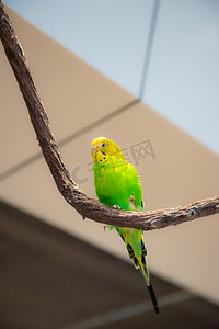 绿色飞鸟摄影照片_动物园鸟下午绿色的鸟动物园摄影摄影图配图