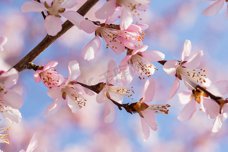 山桃花摄影照片_自然风景春季山桃花户外盛开摄影图配图