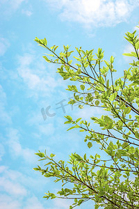 春天蓝天下树枝生机勃勃春意盎然摄影图配图