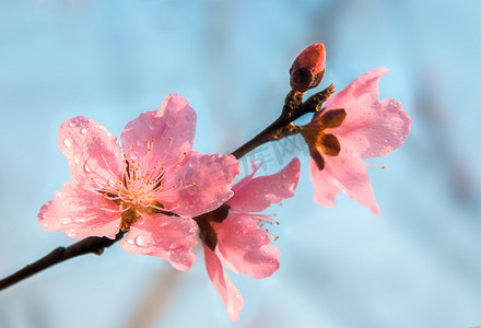 春天一枝桃花在阳光下盛开摄影图配图