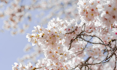 春天花卉植物正午光照下樱花户外盛开中的花摄影图配图