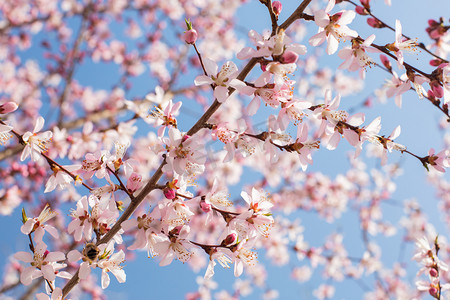 自然风景春季桃花户外绽放摄影图配图