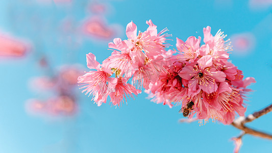 天空粉色摄影照片_樱花春天花朵公园春暖摄影图配图