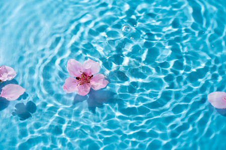 桃花花朵水面白天水面上的花朵户外漂浮摄影图配图